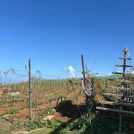 Hacienda Flores 别墅 *